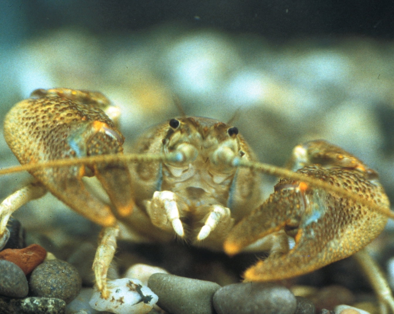 stone_crayfish