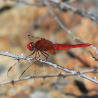 Feuerlibelle