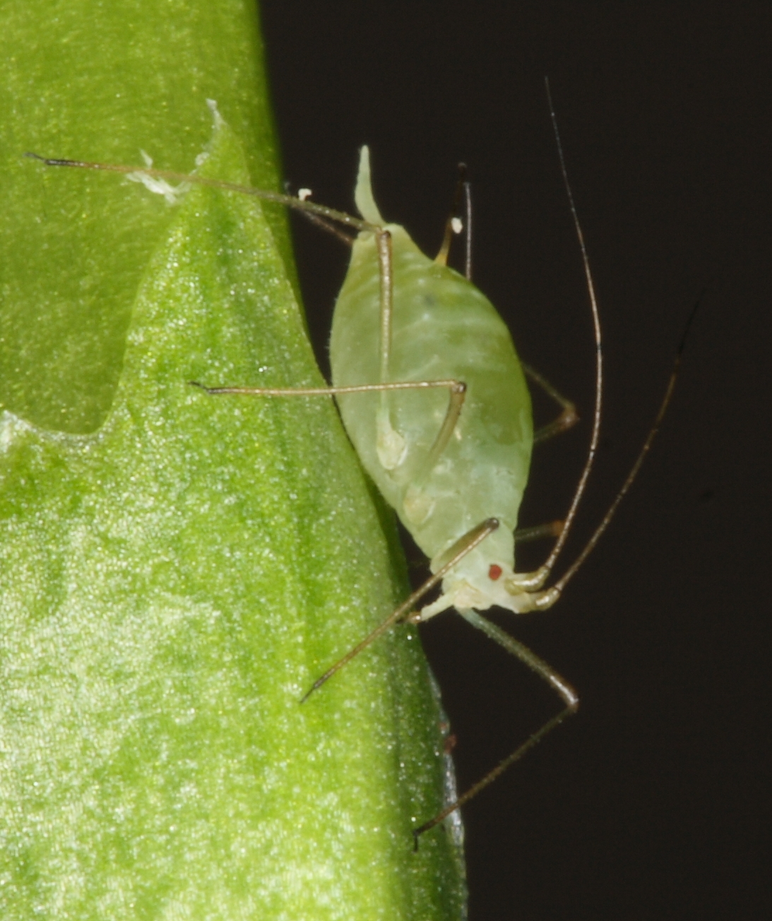 pea_aphid